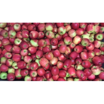 Appels DELCORF Prijs per kilo